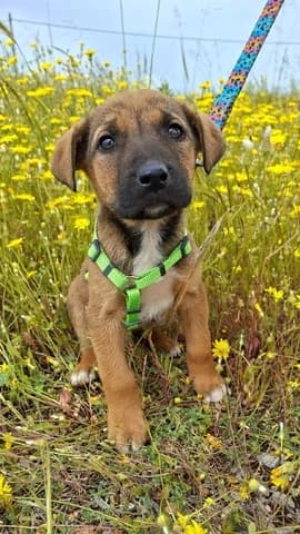 Camelot, male puppy Mixed Breed for adoption at Dogs Voice, Athens