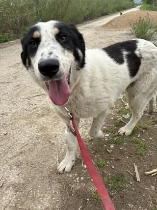 Pixi (Πιξι), female puppy Mixed Breed for adoption at Dogs Voice, Athens