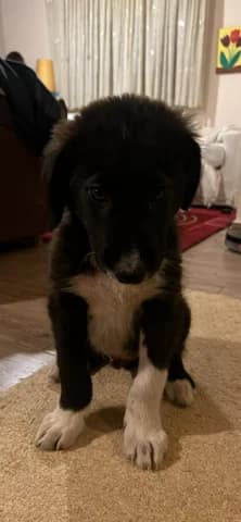 Mpompos (Μπομπος), male puppy Mixed Breed for adoption at Dogs Voice, Athens