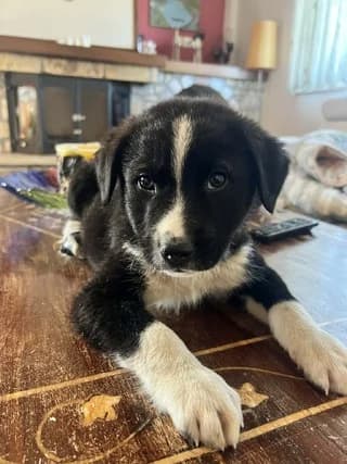 Floki (Φλοκι), male puppy Mixed Breed for adoption at Dogs Voice, Athens