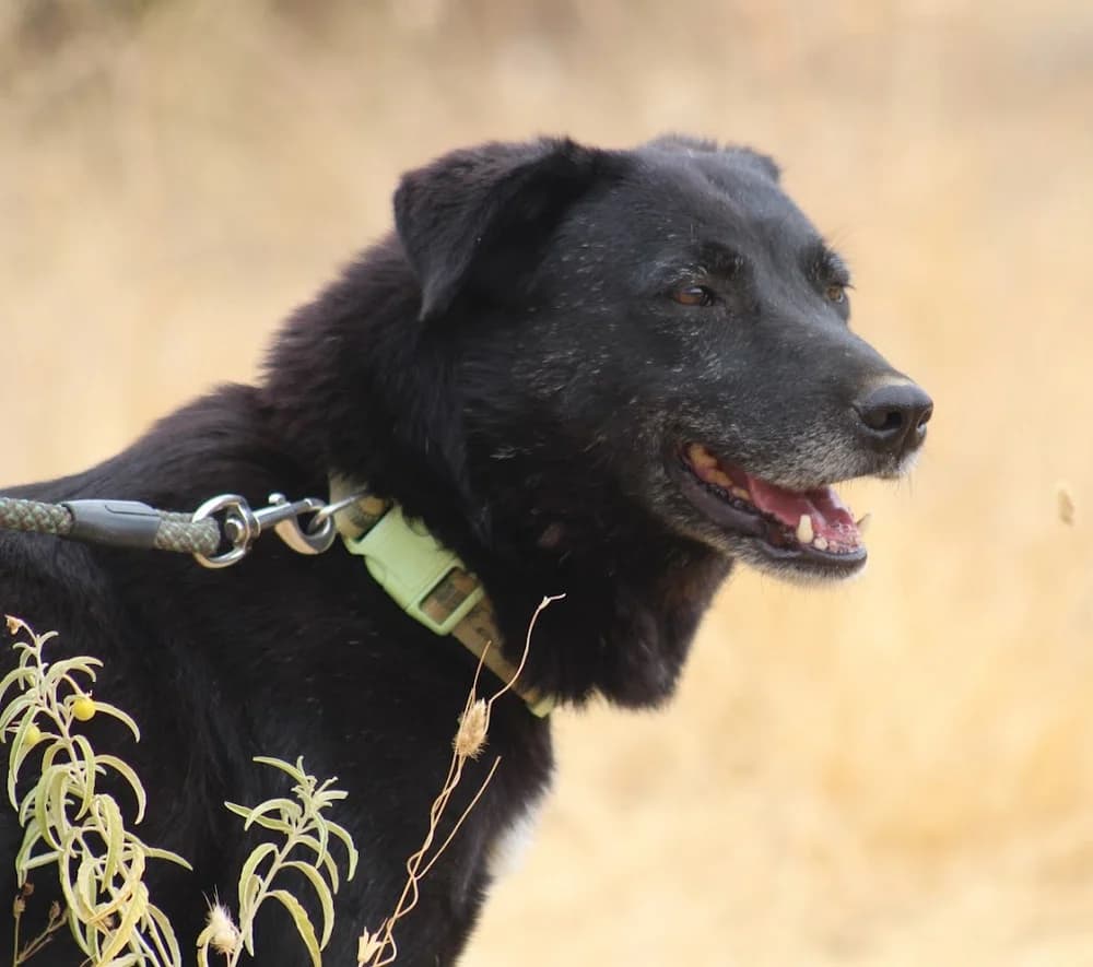 Sarlot (Σάρλοτ), female Mixed Breed for adoption at Dogs Voice, Athens — photo 3 of 3