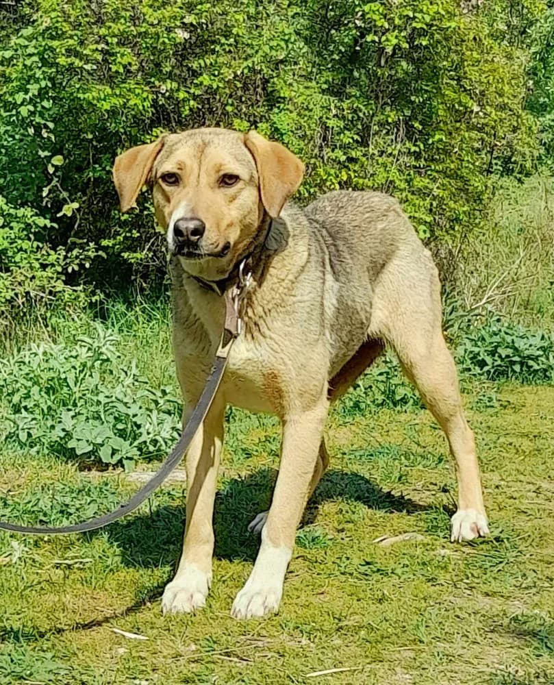 Cheizel (Χέιζελ), female Mixed Breed for adoption at Dogs Voice, Athens — photo 3 of 3
