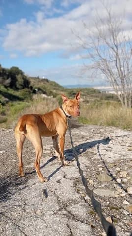 Kiara (Κιαρα), female 3yo Mixed Breed for adoption at Dogs Voice, Athens