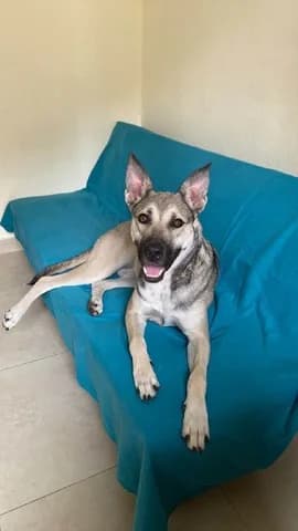 Kira (Κίρα), female 3yo Mixed Breed for adoption at Dogs Voice, Athens
