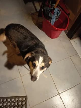 Aris (Αρης), male 7yo Mixed Breed for adoption at Dogs Voice, Athens
