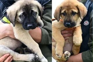 Simpa (Σιμπα), male puppy Mixed Breed for adoption at Dogs Voice, Athens