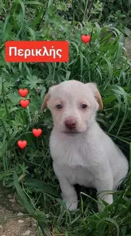 PERI 2 MINON (ΠΕΡΙ 2 ΜΗΝΩΝ), male puppy Mixed Breed for adoption at Dogs Voice, Athens