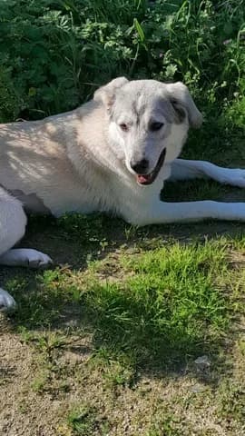 IRA 11 MINON (ΗΡΑ 11 ΜΗΝΩΝ), female puppy Mixed Breed for adoption at Dogs Voice, Athens