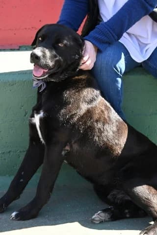 MORGAN, male 3yo Mixed Breed for adoption at Dogs Voice, Athens
