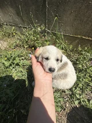 Pepa, female puppy Mixed Breed for adoption at Dogs Voice, Athens