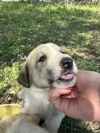 VOVO (ΒΟΒΟ), male puppy Mixed Breed for adoption at Dogs Voice, Athens