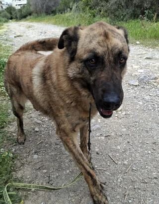 Leo (Λεό), male young Mixed Breed for adoption at Dogs Voice, Athens