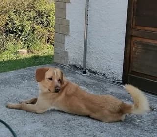 Lupo, male 3yo Mixed Breed for adoption at Dogs Voice, Athens