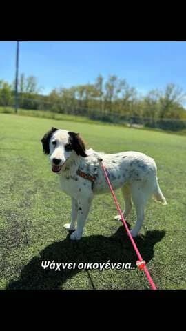 Vanilla, female puppy Mixed Breed for adoption at Dogs Voice, Athens