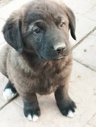 LACTA, female puppy Mixed Breed for adoption at Dogs Voice, Athens
