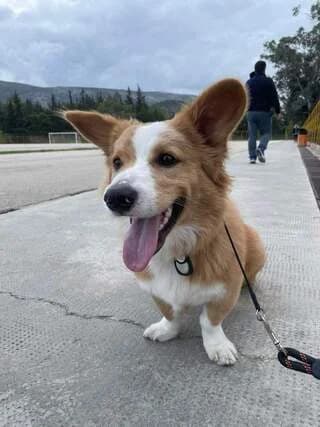 Corgi, male 3yo Mixed Breed for adoption at Dogs Voice, Athens