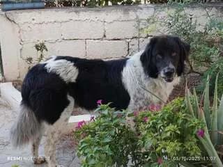 Teddy, male 3yo Mixed Breed for adoption at Dogs Voice, Athens