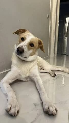 Mushu, male young Mixed Breed for adoption at Dogs Voice, Athens