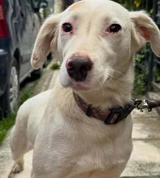 ZOZOKA (ΖΩΖΩΚΑ), female young Mixed Breed for adoption at Dogs Voice, Athens