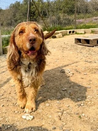 Stellaras (Στελλάρας), male 7yo Mixed Breed for adoption at Dogs Voice, Athens