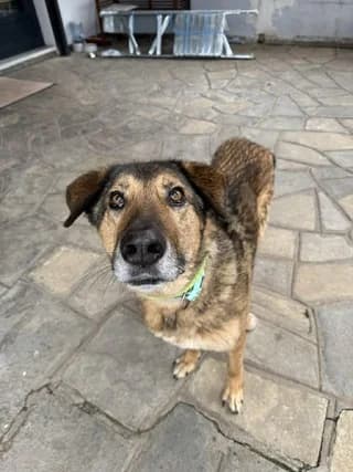 Anestis (Ανέστης), male 7yo Mixed Breed for adoption at Dogs Voice, Athens