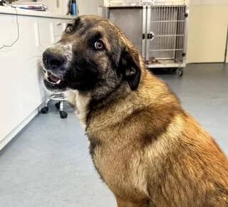 Mairi (Μαίρη), female young Mixed Breed for adoption at Dogs Voice, Athens