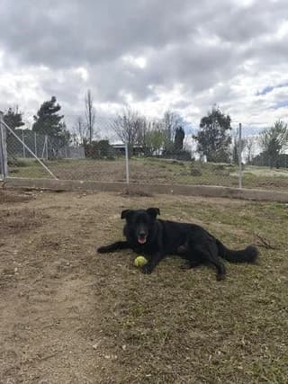 Balu, male young Mixed Breed for adoption at Dogs Voice, Athens