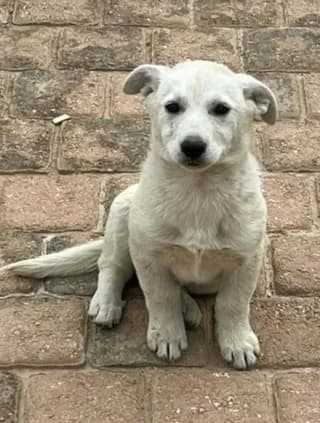 ♥️Soygkar♥️ (♥️Σουγκαρ♥️), female puppy Mixed Breed for adoption at Dogs Voice, Athens