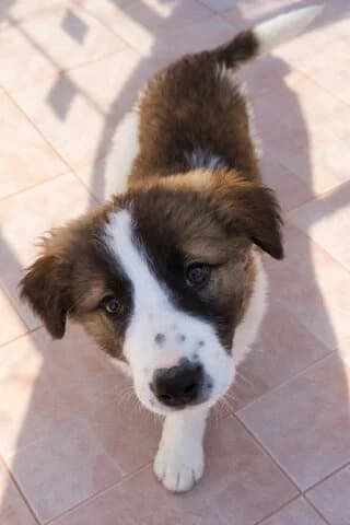 ♥️FANTA ♥️ (♥️ΦΑΝΤΑ ♥️), female puppy Mixed Breed for adoption at Dogs Voice, Athens