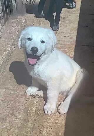Άthos (Άθως), male puppy Mixed Breed for adoption at Dogs Voice, Athens