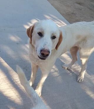 BIJOUX, female young Mixed Breed for adoption at Dogs Voice, Athens