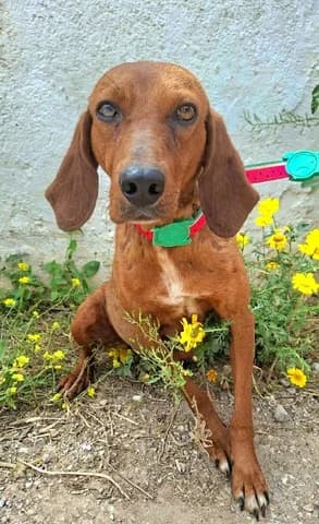 Tereza (Τερέζα), female 3yo Mixed Breed for adoption at Dogs Voice, Athens