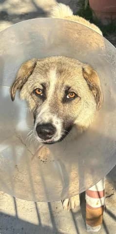 Mpela (Μπελα), female puppy Mixed Breed for adoption at Dogs Voice, Athens