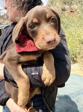 Agoraki (Αγοράκι), male puppy Mixed Breed for adoption at Dogs Voice, Athens