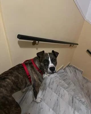 Lora (Λωρα), female 3yo Mixed Breed for adoption at Dogs Voice, Athens