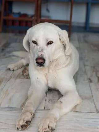 Doykas (Δούκας), male 3yo Mixed Breed for adoption at Dogs Voice, Athens