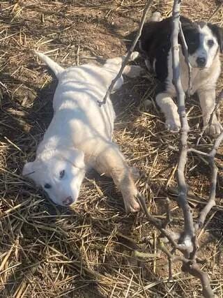 Mpianka (Μπιάνκα), female puppy Mixed Breed for adoption at Dogs Voice, Athens