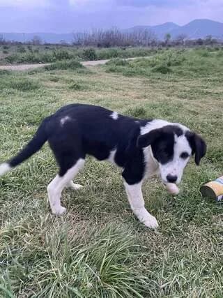 Mpoympis (Μπούμπης), male puppy Mixed Breed for adoption at Dogs Voice, Athens