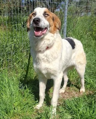Marvel, male young Mixed Breed for adoption at Dogs Voice, Athens