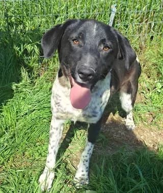 River, male young Mixed Breed for adoption at Dogs Voice, Athens