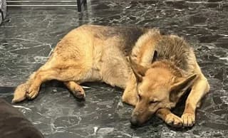 Maloy (Μαλου), female 7yo Mixed Breed for adoption at Dogs Voice, Athens