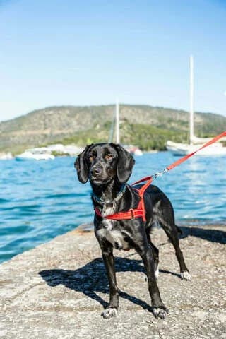 Paul!, male young Mixed Breed for adoption at Dogs Voice, Athens
