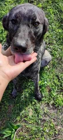 Zina (Ζίνα), female 3yo Mixed Breed for adoption at Dogs Voice, Athens