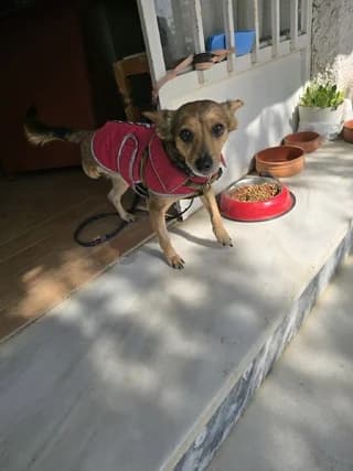 TSOYMI 6 KILA (ΤΣΟΥΜΙ 6 ΚΙΛΑ), male 7yo Mixed Breed for adoption at Dogs Voice, Athens