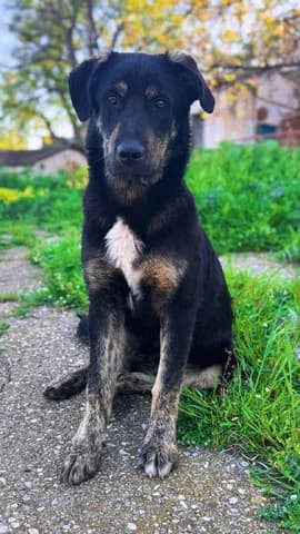 Thanos! (Θάνος!), male puppy Mixed Breed for adoption at Dogs Voice, Athens