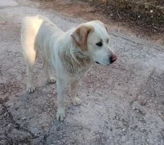 LOYI (ΛΟΥΙ), male young Mixed Breed for adoption at Dogs Voice, Athens