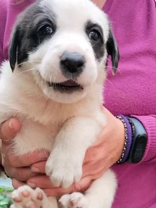 Panda!, female puppy Mixed Breed for adoption at Dogs Voice, Athens