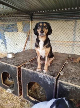 Fiona (Φιόνα), female Mixed Breed for adoption at Dogs Voice, Athens