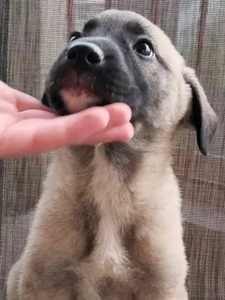 Moly! (Μόλυ!), female Mixed Breed for adoption at Dogs Voice, Athens