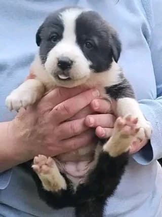 Grace!, female puppy Mixed Breed for adoption at Dogs Voice, Athens